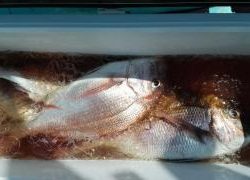 長栄丸(静岡) 釣果