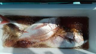 長栄丸(静岡) 釣果