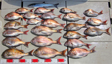 来温丸（らいおんまる） 釣果