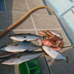 旭星釣りセンター 釣果