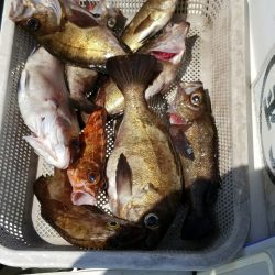 内浜丸 釣果