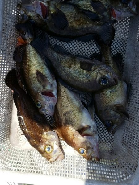 内浜丸 釣果