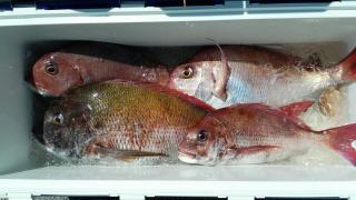 長栄丸(静岡) 釣果