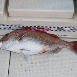 松本釣船２ 釣果