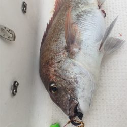 マタウマリンサービス 釣果