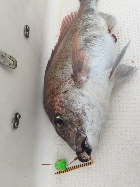 マタウマリンサービス 釣果