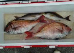 長栄丸(静岡) 釣果