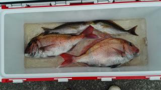 長栄丸(静岡) 釣果