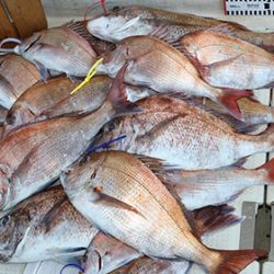 松本釣船２ 釣果