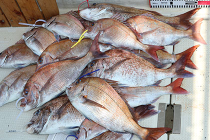 松本釣船２ 釣果