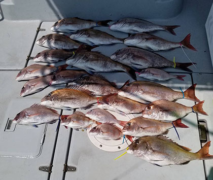 松本釣船２ 釣果