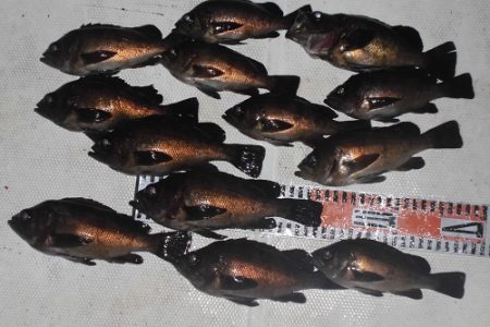 ルアー船マヒマヒ 釣果