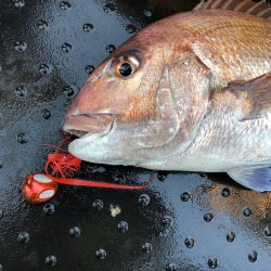 長栄丸(千葉) 釣果