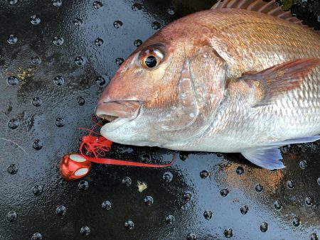 長栄丸(千葉) 釣果