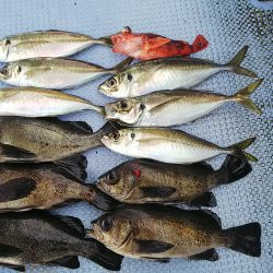 第二常豊丸 釣果