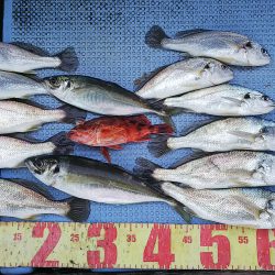 第二常豊丸 釣果