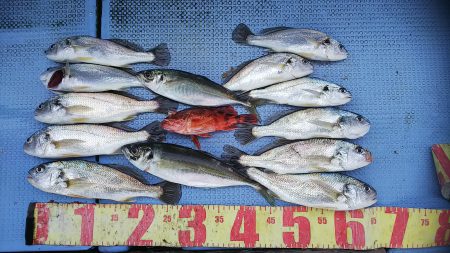 第二常豊丸 釣果