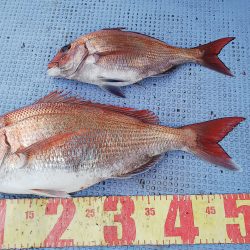 第二常豊丸 釣果