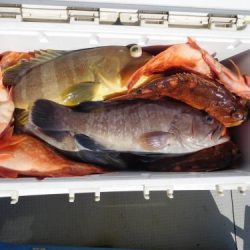 第二一之紀丸（ダイニイチノキマル） 釣果