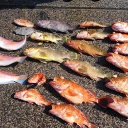 第二一之紀丸（ダイニイチノキマル） 釣果