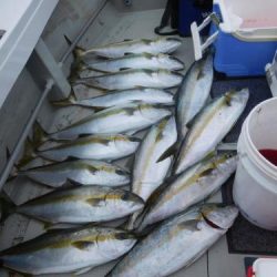 第二一之紀丸（ダイニイチノキマル） 釣果