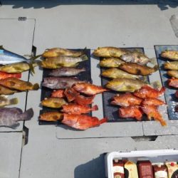 第二一之紀丸（ダイニイチノキマル） 釣果