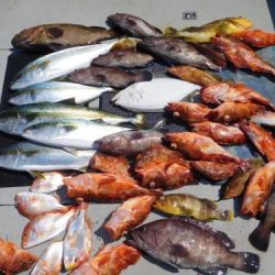 第二一之紀丸(ダイニイチノキマル) 釣果