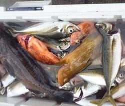 松福丸 釣果