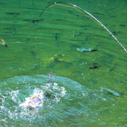 小菅トラウトガーデン 釣果