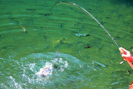 小菅トラウトガーデン 釣果