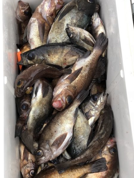 第二辰丸 釣果