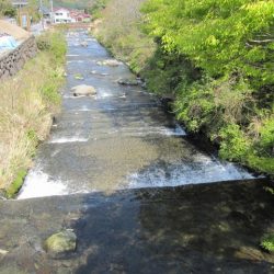 狩野川（狩野川漁業協同組合） 釣果