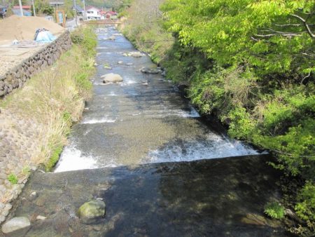 狩野川（狩野川漁業協同組合） 釣果