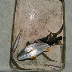 フィッシングガイド りょう 釣果