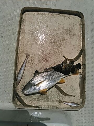 フィッシングガイド りょう 釣果