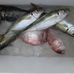 大進丸(新潟) 釣果