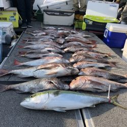 幸風（さちかぜ） 釣果