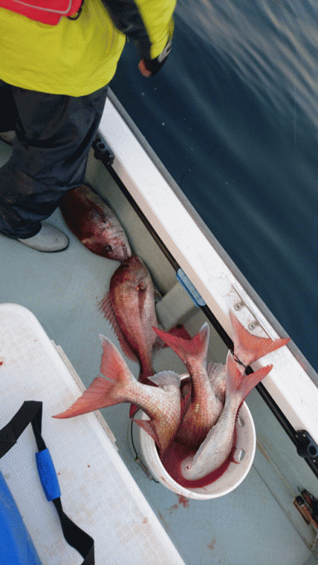 遊漁船ブルーウッズ 釣果