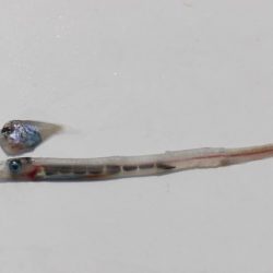 へいみつ丸 釣果