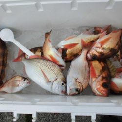 大進丸(新潟) 釣果