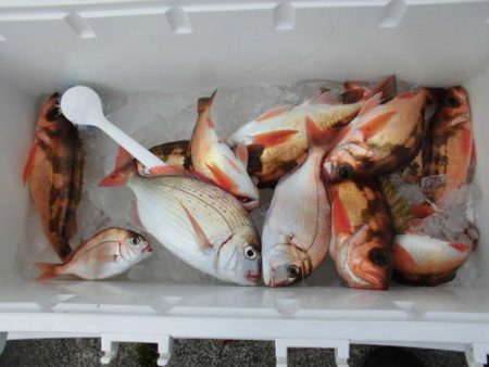 大進丸(新潟) 釣果