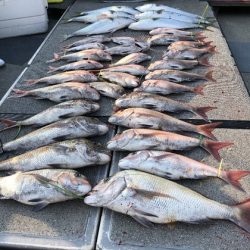 幸風（さちかぜ） 釣果