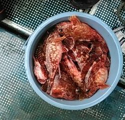 フィッシングガイド りょう 釣果