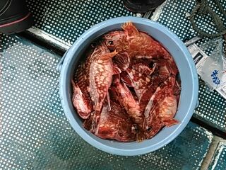 フィッシングガイド りょう 釣果