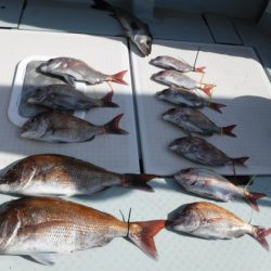 遊漁船 幸友丸 釣果