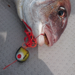 遊漁船ブルーウッズ 釣果