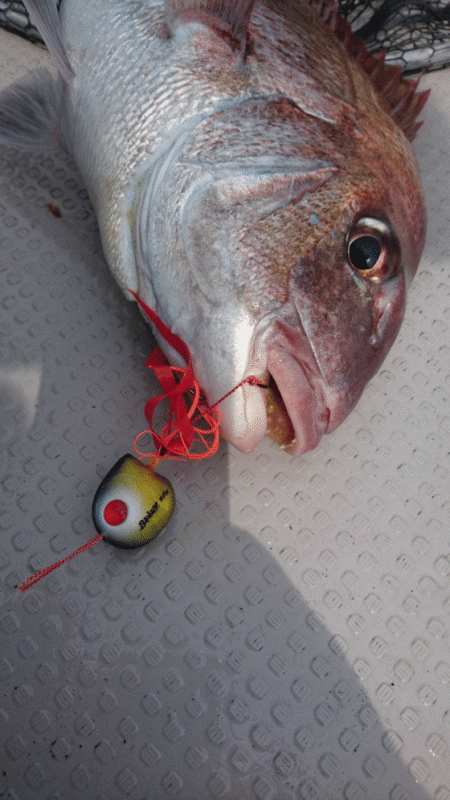 遊漁船ブルーウッズ 釣果