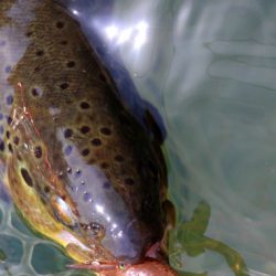 小菅トラウトガーデン 釣果