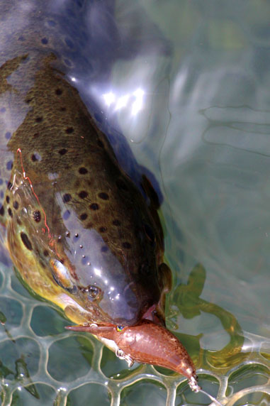 小菅トラウトガーデン 釣果