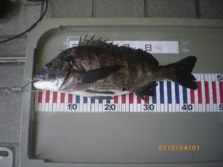 姫路市立遊魚センター 釣果